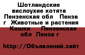 Шотландские - вислоухие котята - Пензенская обл., Пенза г. Животные и растения » Кошки   . Пензенская обл.,Пенза г.